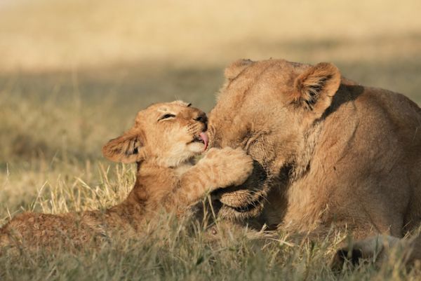 Botswana lions 