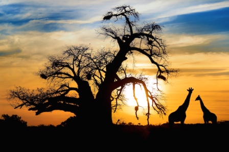Botswana Giraffe